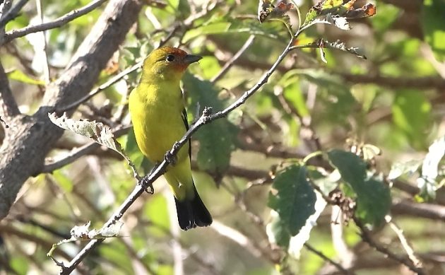 Animalstuffstore Western-Tanager-male-1-630x389 Oh, the Orioles! – 10,000 Birds Bird  