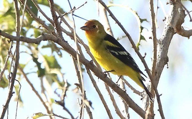 Animalstuffstore Western-Tanager-male-2-630x389 Oh, the Orioles! – 10,000 Birds Bird  