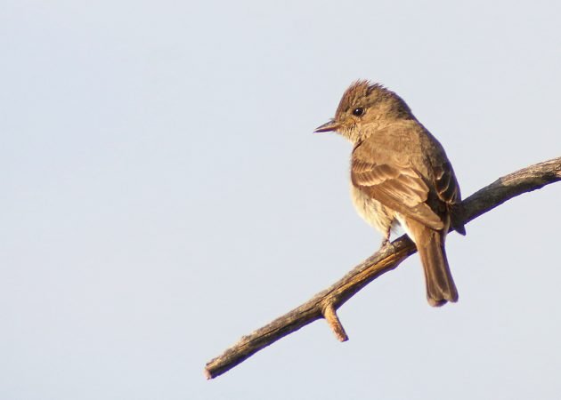 Western Wood-Pewee