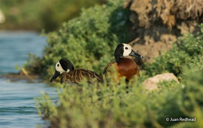 whistling ducks