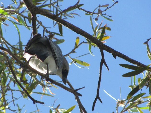 White-bellied Cuckoo-shrike