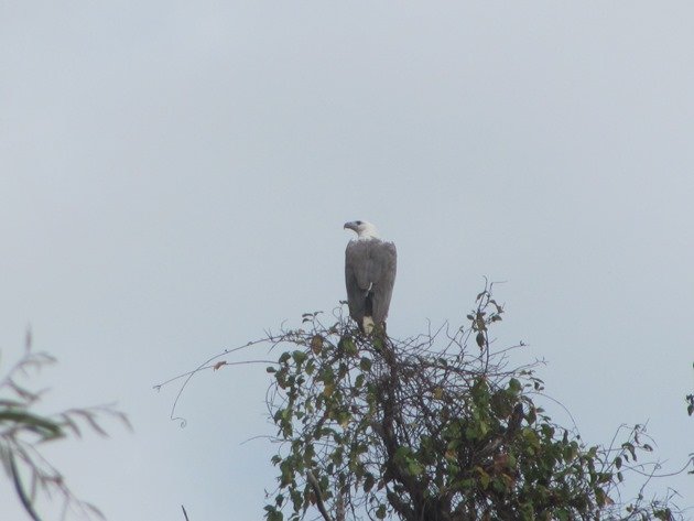 white-bellied-sea-eagle