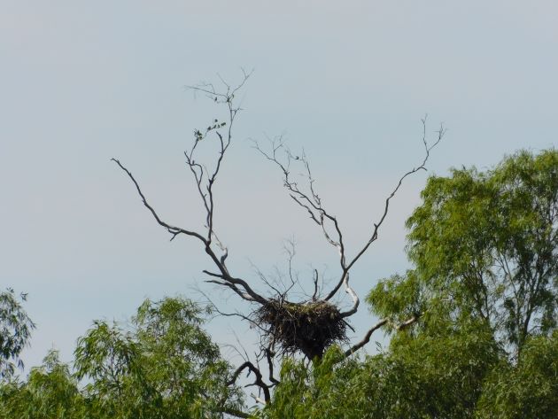 Animalstuffstore White-bellied-Sea-Eagle-nest Langi Crossing after the floods of January 2023 – 10,000 Birds Bird  