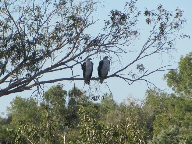 White-bellied Sea Eagles