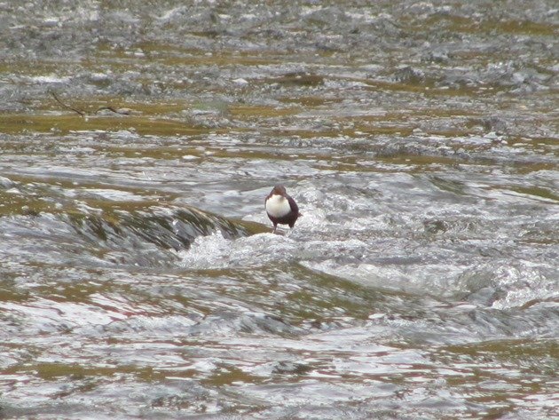 white-breasted-dipper