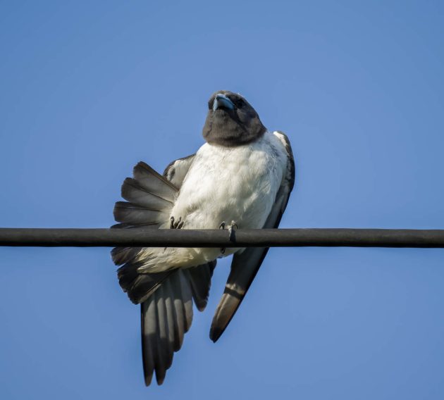 Animalstuffstore White-breasted-Woodswallow_DSC6247_Kota-Kinabalu-area_Jul-08-2023-630x568 Rice Paddies – 10,000 Birds Bird  