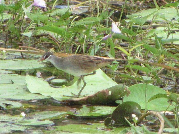 white-browed-crake