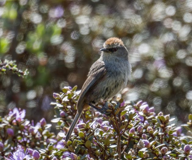 This image has an empty alt attribute; its file name is White-browed-Tit-Warbler_DSC0093_Balangshan_Jun-05-2023-630x524.jpg