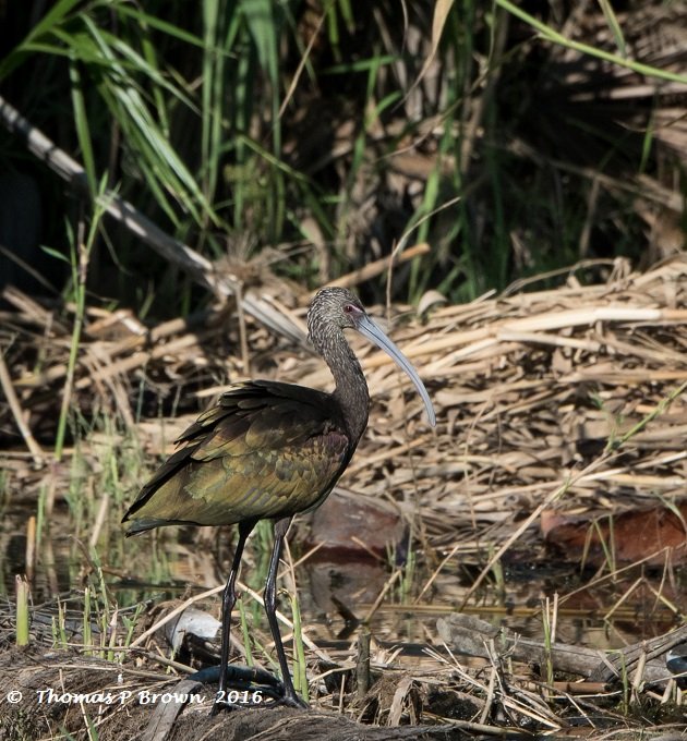 white-faced-ibis-1