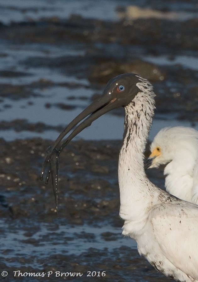 white-faced-ibis