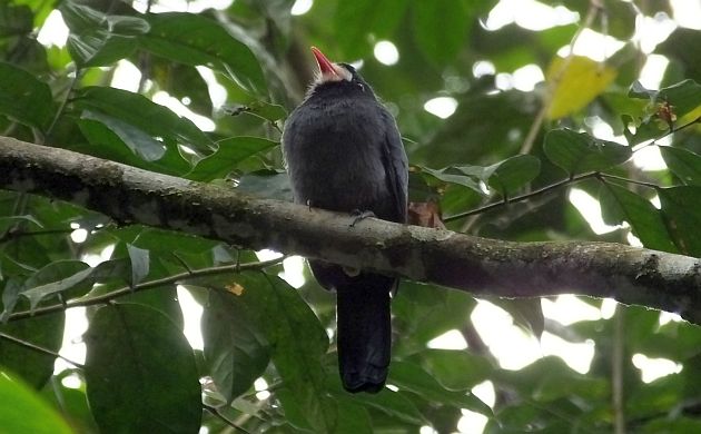 white-fronted-nunbird