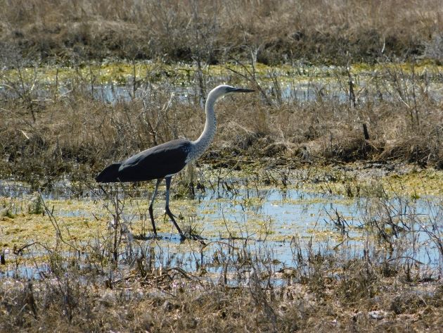 Animalstuffstore White-necked-Heron-1-1 Floodwaters receding throughout Roebuck Plains – 10,000 Birds Bird  