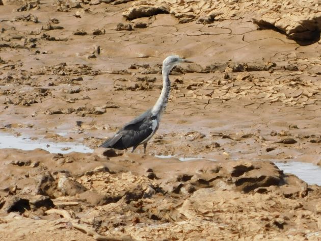 Animalstuffstore White-necked-Heron-12 Langi Crossing after the floods of January 2023 – 10,000 Birds Bird  