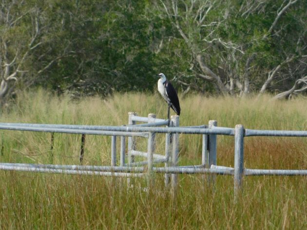 Animalstuffstore White-necked-Heron-13 Floodwaters receding throughout Roebuck Plains – 10,000 Birds Bird  