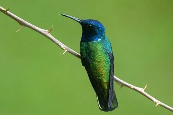 White-necked Jacobin