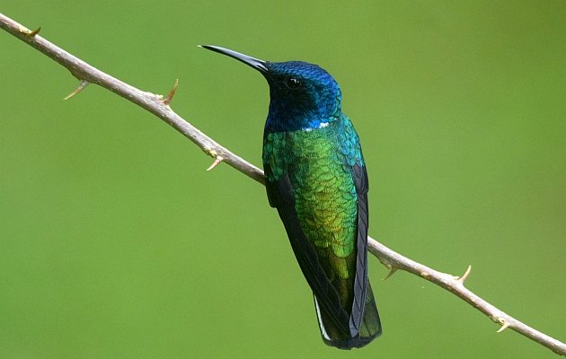 White-necked Jacobin