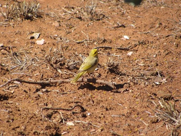 White-plumed Honeyeater