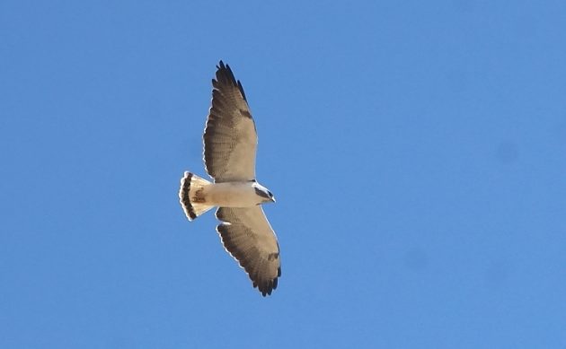 Animalstuffstore White-tailed-Hawk-1-1-630x389 What’s up with the Hook-billed Kites? – 10,000 Birds Bird  