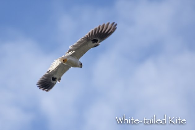 White-tailed Kite