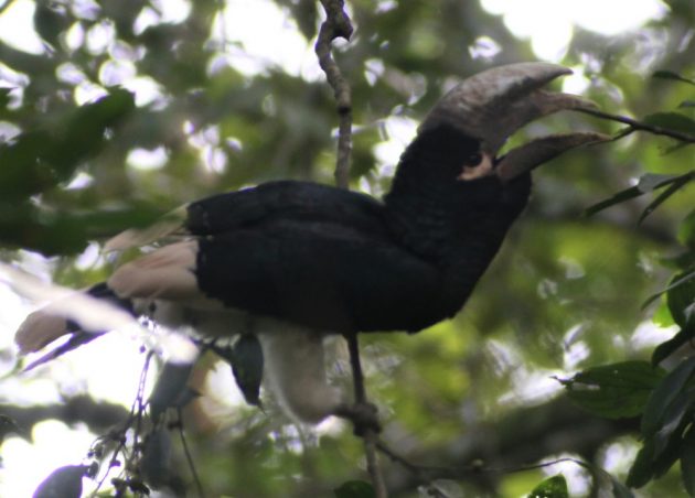 White-thighed Hornbill