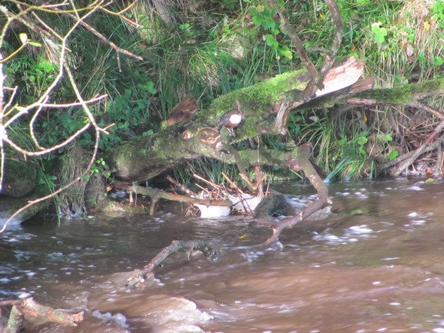 white-throated-dipper