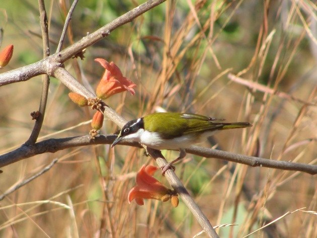 white-throated-honeyeaters