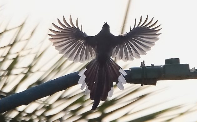 Animalstuffstore White-throated-Magpie-Jay-1-1-630x389 Birding Ixtapa/Zihuatanejo – 10,000 Birds Bird  