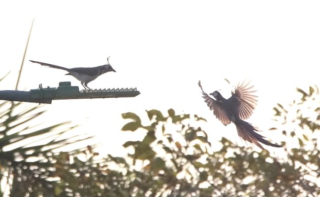 Animalstuffstore White-throated-Magpie-Jays-2-630x389 Birding Ixtapa/Zihuatanejo – 10,000 Birds Bird  