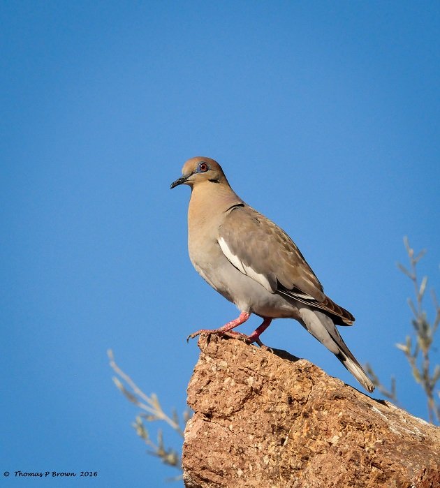 White-wing Doves (2)