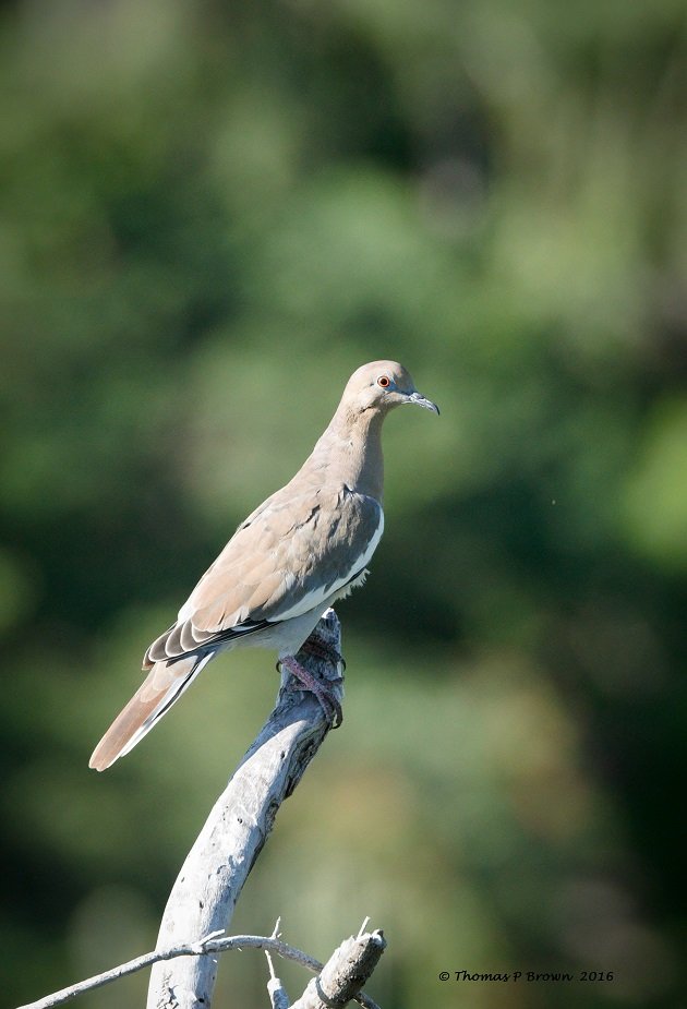 White-wing Doves (3)