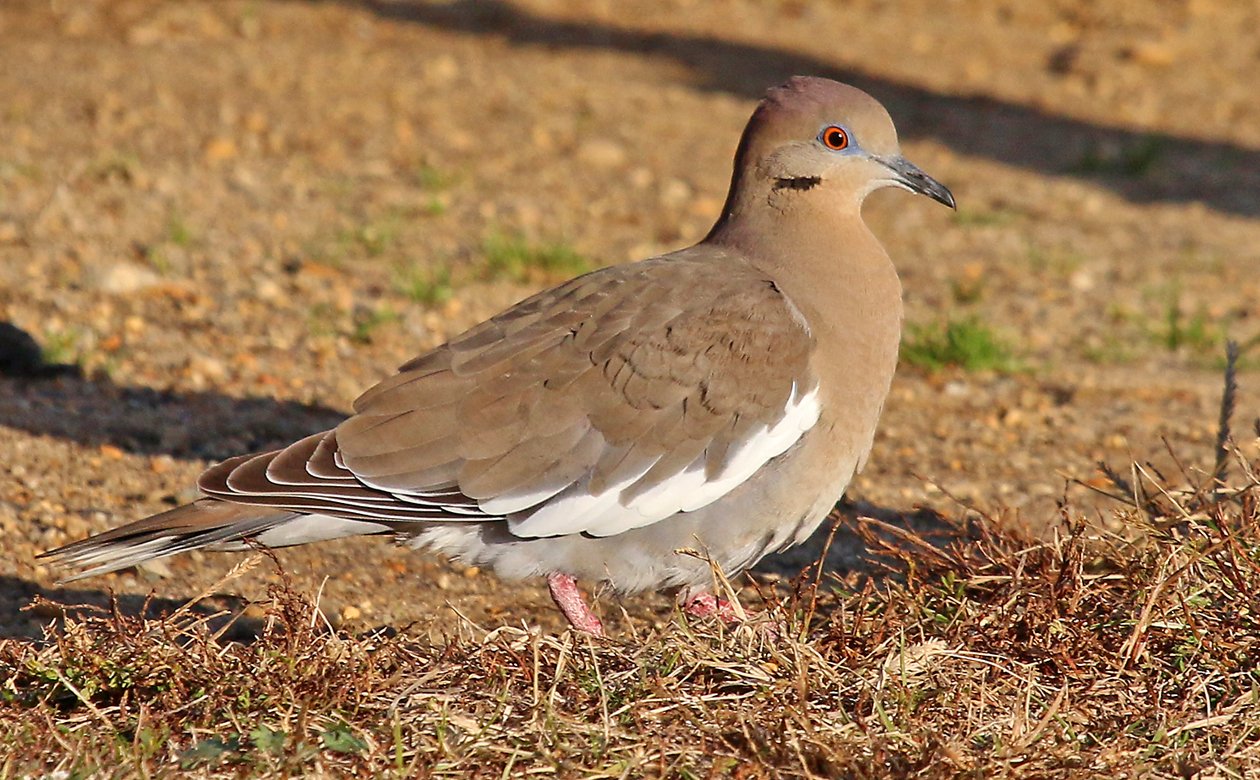 Whitewinged Dove in Queens! 10,000 Birds