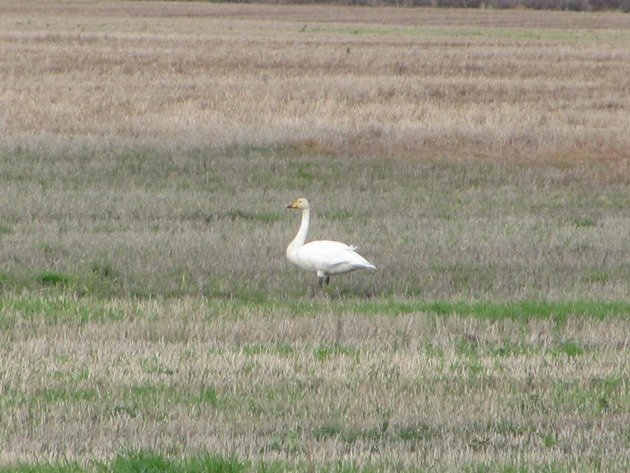 whooper-swan-2