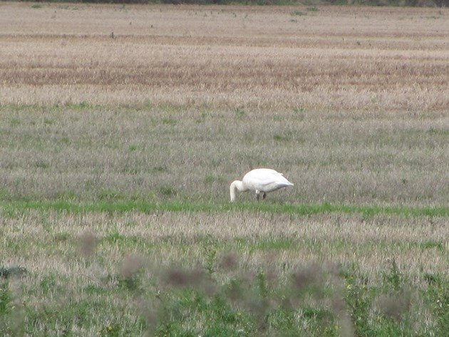 whooper-swan