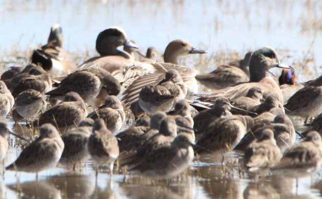 Animalstuffstore Wigeons-Teals-and-Dowitchers-630x389 What number of can YOU see in a day? – 10,000 Birds Bird  