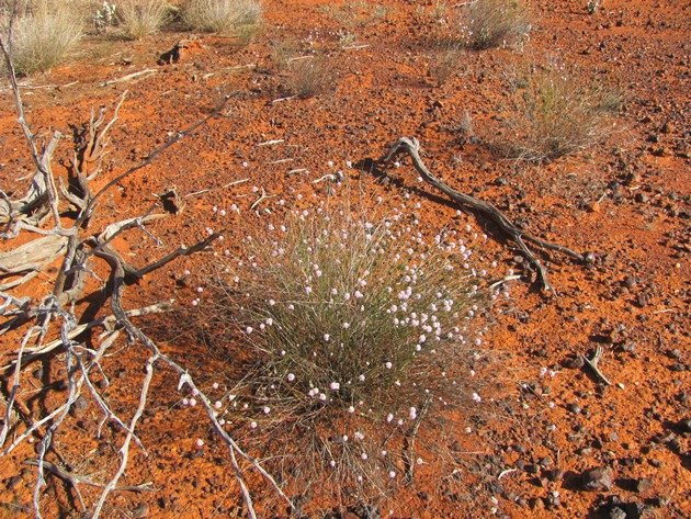 Wildflowers