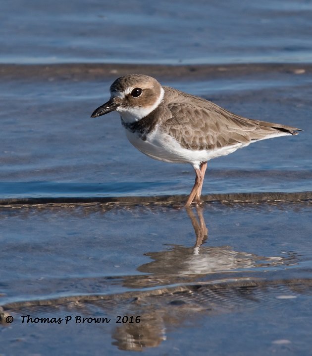 wilsons-sandpiper