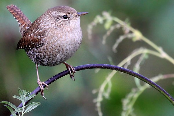 Winter-Wren-4.jpg