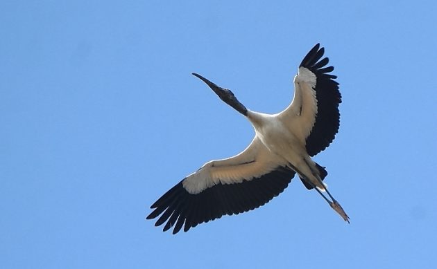 Animalstuffstore Wood-Stork-9-630x389 Birding Ixtapa/Zihuatanejo – 10,000 Birds Bird  
