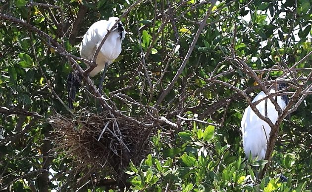 Animalstuffstore Wood-Stork-on-nest-630x389 Coastal Birds – 10,000 Birds Bird  