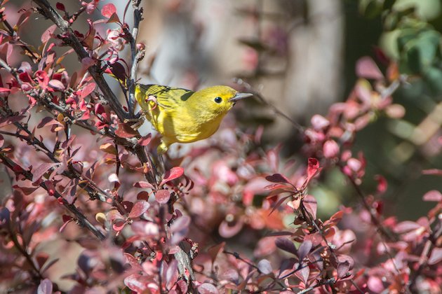 Yellow Warbler Female