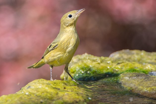 Yellow Warbler First Summer