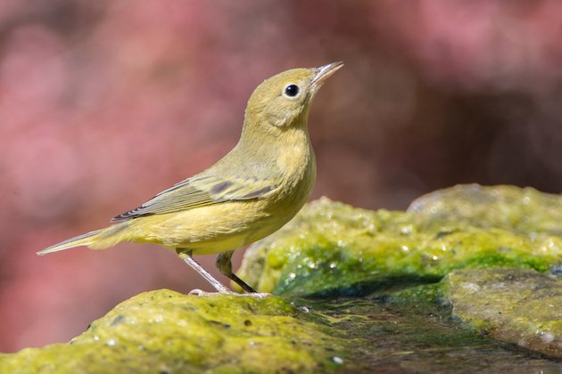 Yellow Warbler First Summer