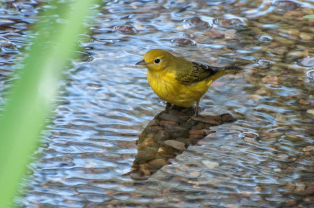 Yellow Warbler Male