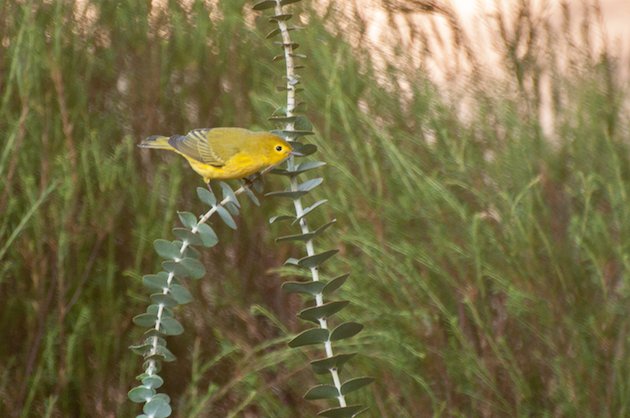 Yellow Warbler Male