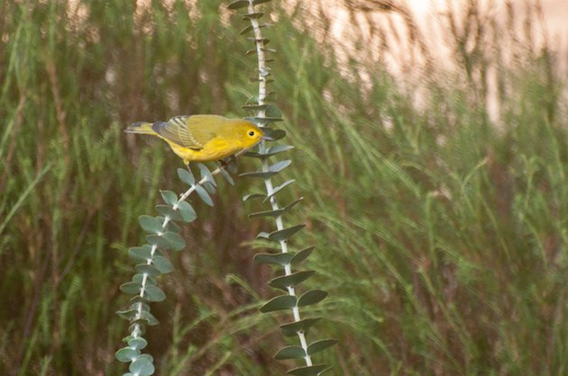 Yellow Warbler Male