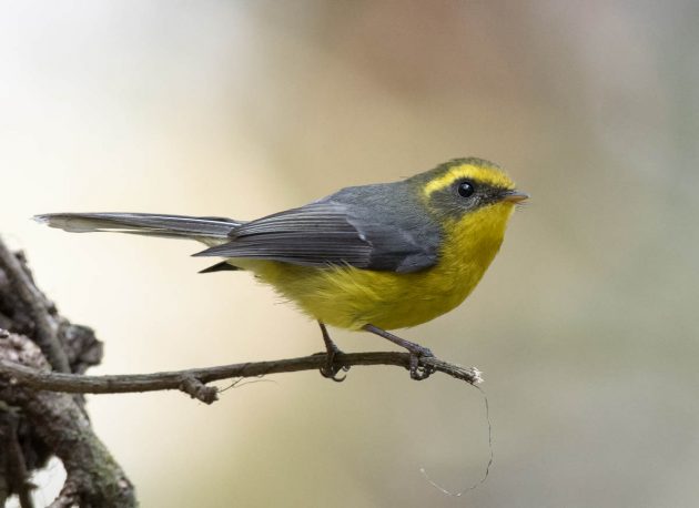 Animalstuffstore Yellow-Bellied-Fantail_DSC6486-Tengchong-Feb-2017-630x458 Birding Tengchong, Yunnan, China in 2017 – 10,000 Birds Bird  