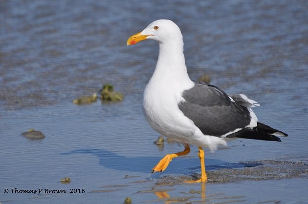 Yellow Footed Gull (3)