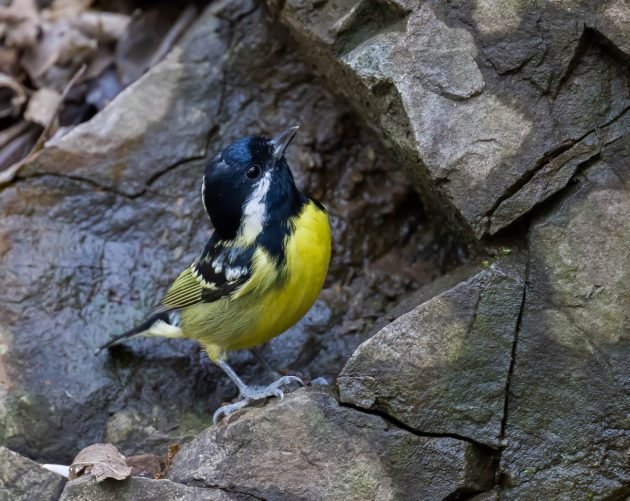 Animalstuffstore Yellow-bellied-Tit_DSC1197_Tianmashan-Feb-20-2023-630x501 Birding Shanghai in February 2023 – 10,000 Birds Bird  