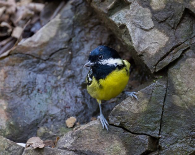 Animalstuffstore Yellow-bellied-Tit_DSC1206_Tianmashan-Feb-20-2023-630x501 Birding Shanghai in February 2023 – 10,000 Birds Bird  