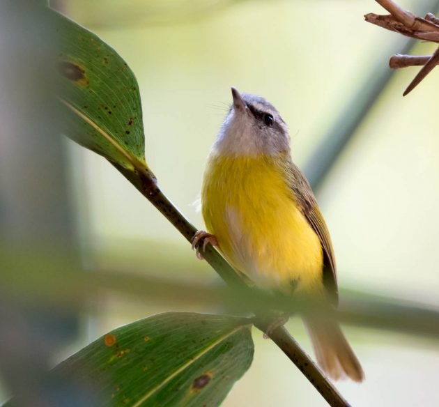 Animalstuffstore Yellow-bellied-Warbler_DSC0540-Nabang-Mar-2017-630x584 Birding Nabang, Yunnan (1) – 10,000 Birds Bird  